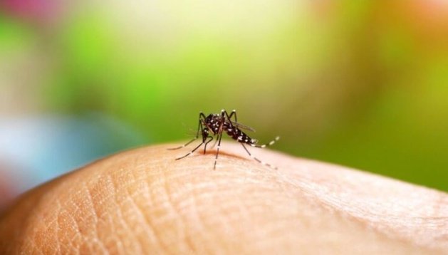 Registra Veracruz 561 casos confirmados de dengue; reportan 2 defunciones